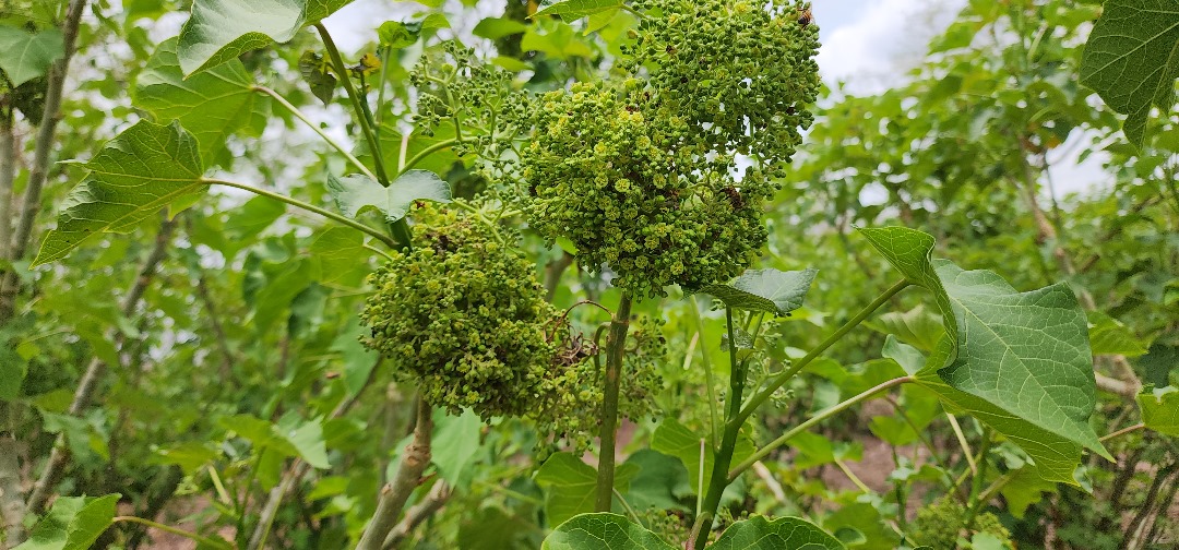 Crop Assessment and Analysis